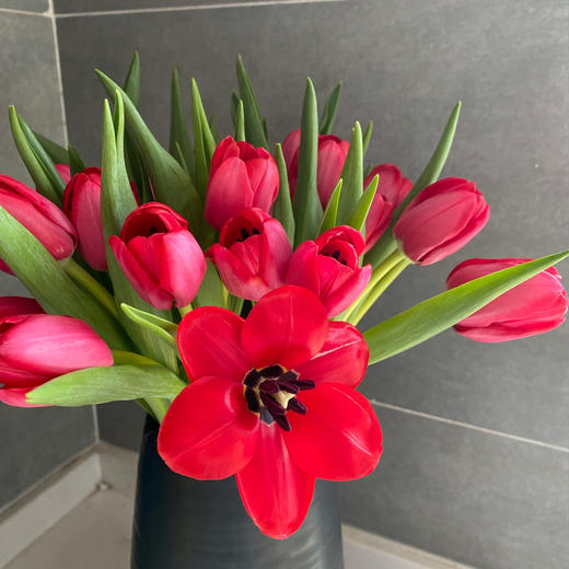 郁金香丨朱雀丨10支 商品图1