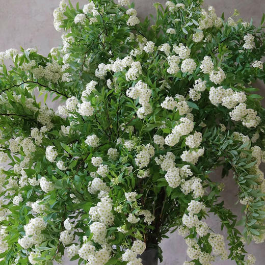 白色丨小手球花丨4-6支｜超多花苞【运输易掉嫩芽介意勿拍超长花材单独发货】 商品图2