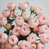 多头玫瑰 酷皮  10支/扎  粉色玫瑰 云南基地发货 （价格已包含包装费用） 运费以实际为准，多退少补。 商品缩略图1