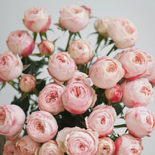 多头玫瑰 酷皮  10支/扎  粉色玫瑰 云南基地发货 （价格已包含包装费用） 运费以实际为准，多退少补。 商品图1