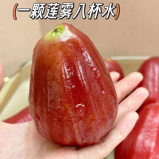 【鲜脆多汁】越南黑金刚莲雾 商品图0