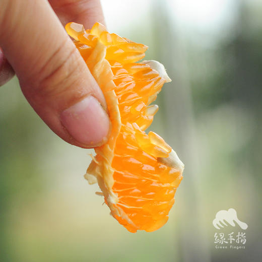 生态永春芦柑 | 合作生产*Eco-Citrus | Coproduction 商品图2