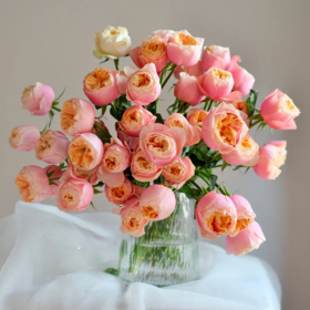 多头玫瑰 粉蝴蝶  10支/扎  粉色玫瑰 云南基地发货 （价格已包含包装费用） 运费以实际为准，多退少补。