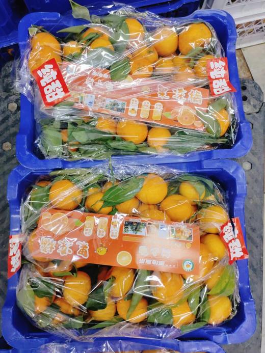 蓝框叶桔一箱 商品图0