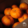生态永春芦柑 | 合作生产*Eco-Citrus | Coproduction 商品缩略图4