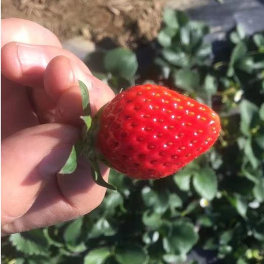 草莓四川原生态新鲜水果现摘现发产地直达牛奶草莓3/5斤包邮 商品图4
