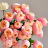 多头玫瑰 粉蝴蝶  10支/扎  粉色玫瑰 云南基地发货 （价格已包含包装费用） 运费以实际为准，多退少补。 商品缩略图1