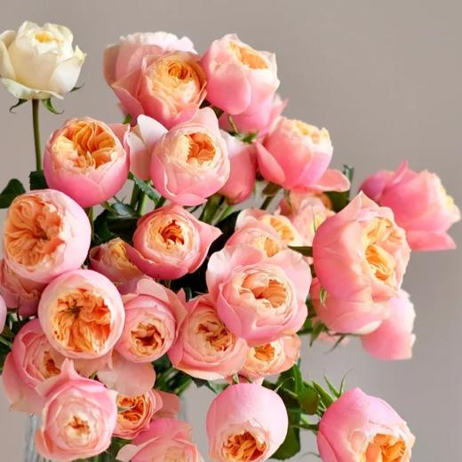多头玫瑰 粉蝴蝶  10支/扎  粉色玫瑰 云南基地发货 （价格已包含包装费用） 运费以实际为准，多退少补。 商品图1