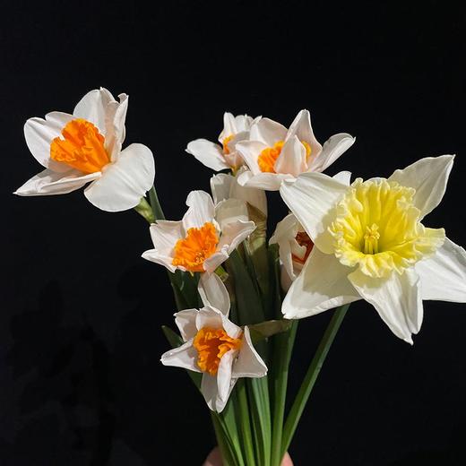 荷兰Johann Strauss施特劳斯白色洋水仙10支 商品图4