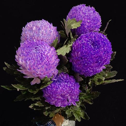马来西亚牡丹菊鲜花各色多款选择5支 商品图4