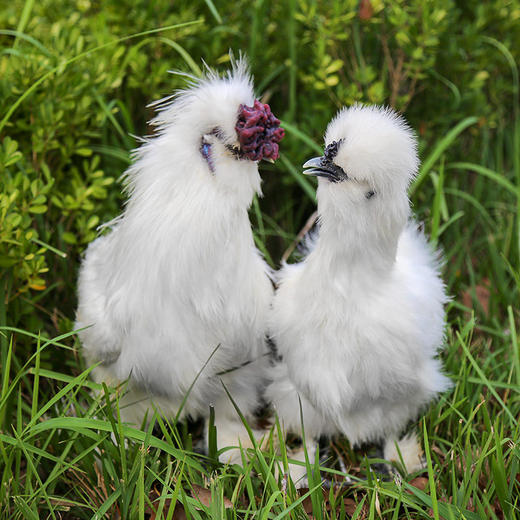 【分销】白凤村180天散养泰和乌鸡 新鲜现杀营养滋补肉质鲜嫩 商品图2