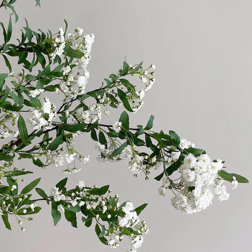 重瓣小手球 商品图1