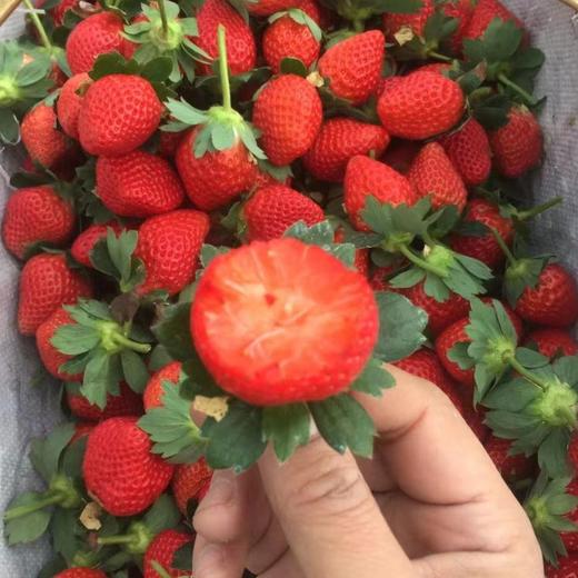草莓四川原生态新鲜水果现摘现发产地直达牛奶草莓3/5斤包邮 商品图3
