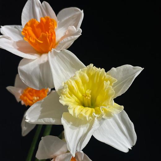 荷兰Johann Strauss施特劳斯白色洋水仙10支 商品图1