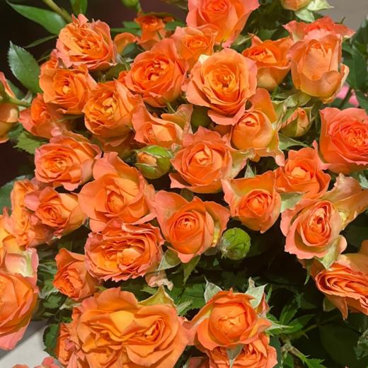 多头玫瑰 橙铃铛  10支/扎  橙色玫瑰 云南基地发货 （价格已包含包装费用） 运费以实际为准，多退少补。 商品图1