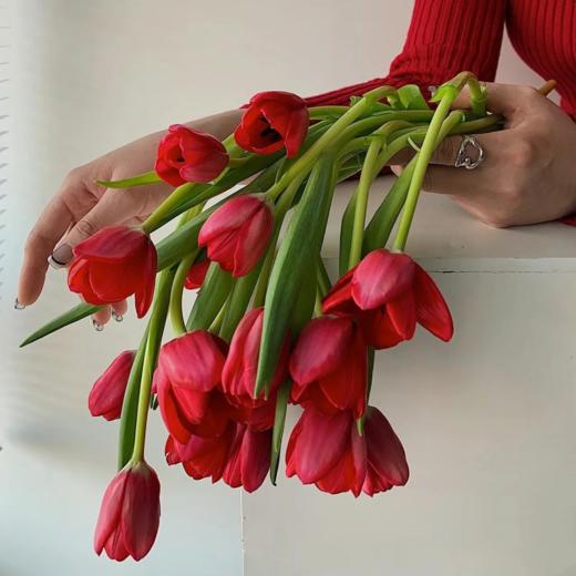 郁金香丨朱雀丨10支 商品图0