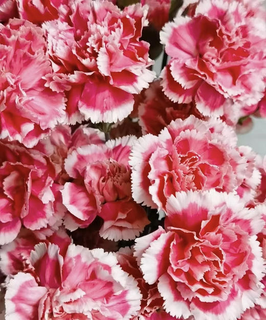 【稀有系列】多丁康乃馨~斯嘉丽 约20枝/扎 商品图2