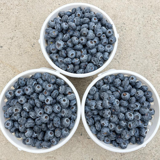 云南澄江 高原花香蓝莓 商品图6