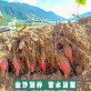 丽江永胜 金沙江蜜薯 商品缩略图5