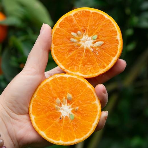 广西武鸣沃柑 商品图3