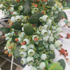云南澄江 高原花香蓝莓 商品缩略图3