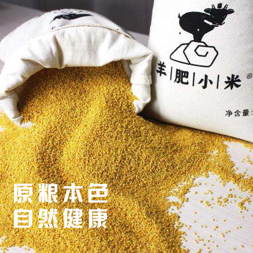 【山西羊肥小米】颗粒饱满，粘稠香浓米油大，米汁绵软易嚼，满口生香！ 商品图2