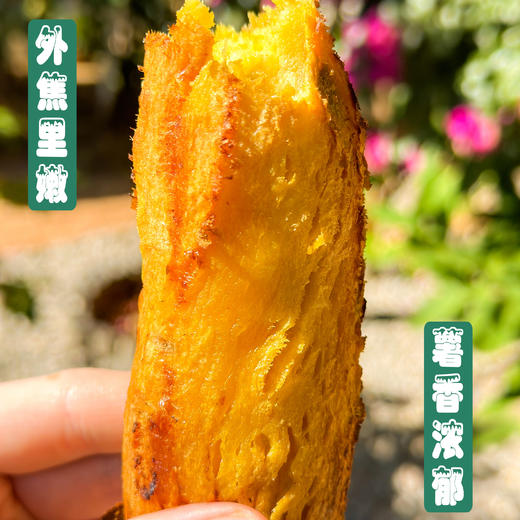 丽江永胜 金沙江蜜薯 商品图4