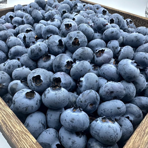 云南澄江 高原花香蓝莓 商品图2