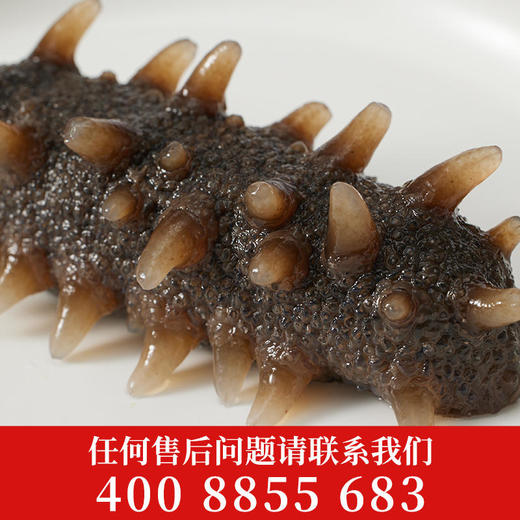 【张奶奶】鲜蒸即食海参500g/盒(10-16头)*1盒 商品图1