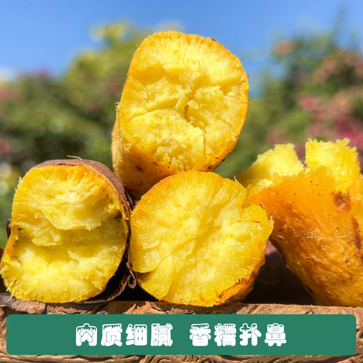 丽江永胜 金沙江蜜薯 商品图3