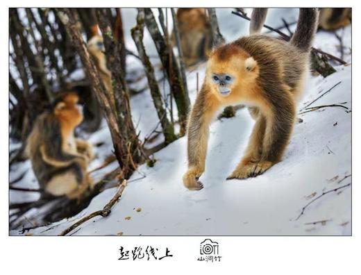 行摄华中屋脊，最诗情最画意  ——神农架穿越+雪地金丝猴+红腹锦鸡7天 商品图8