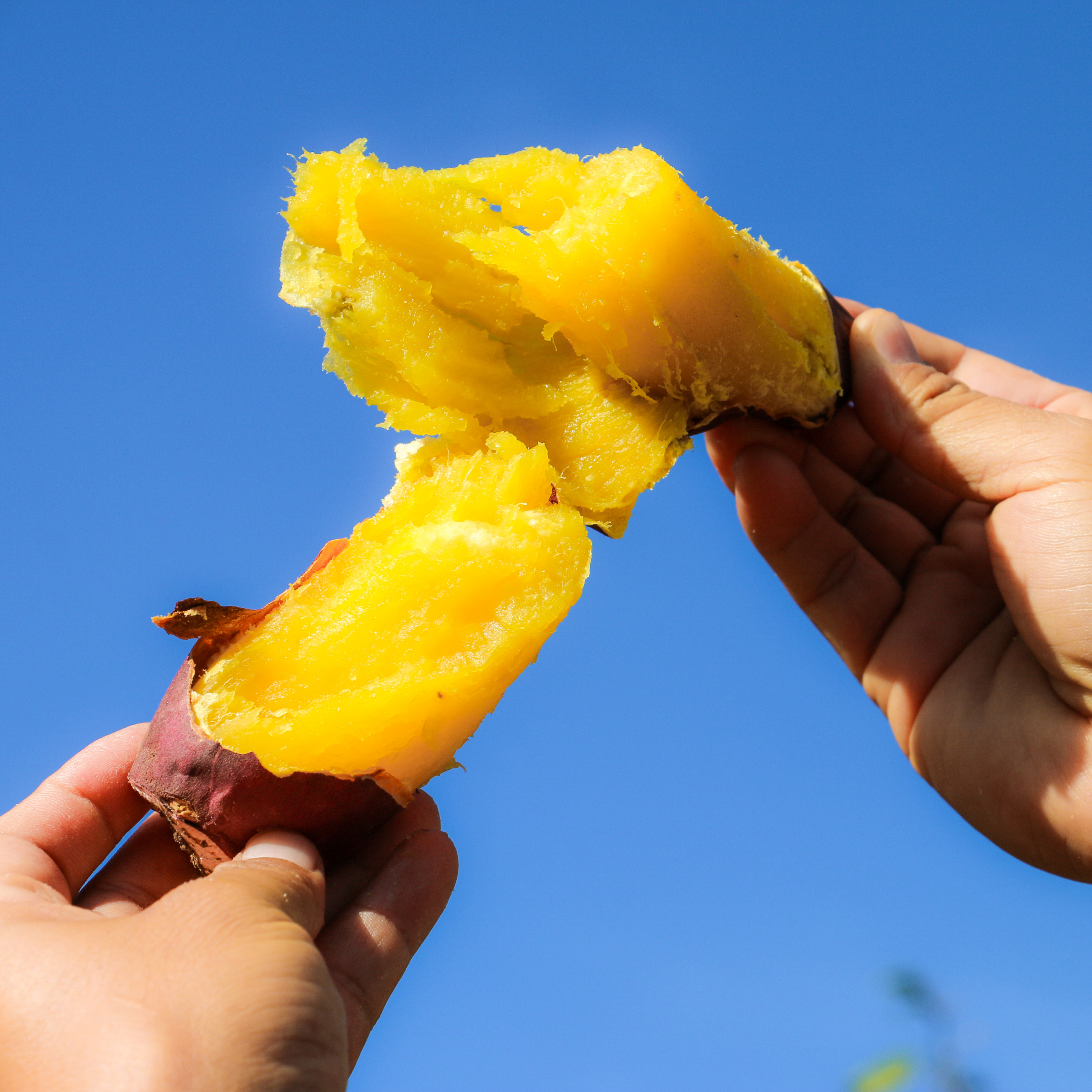 丽江永胜 金沙江蜜薯