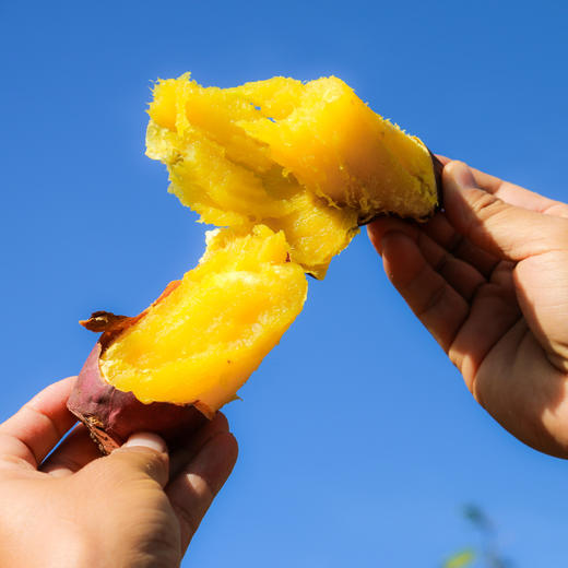 丽江永胜 金沙江蜜薯 商品图0