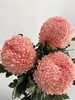 马来西亚-【牡丹菊】杏粉色 商品缩略图1