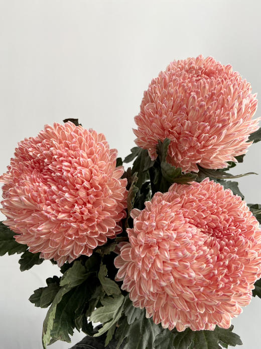 马来西亚-【牡丹菊】杏粉色 商品图1