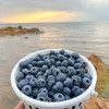 云南澄江 高原花香蓝莓 商品缩略图5