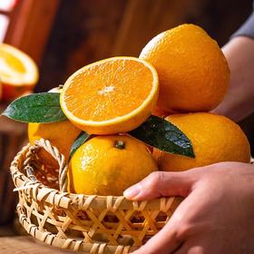 阳光1号橙（5kg）