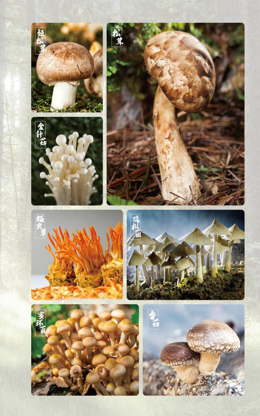 食用菌营养健康功能的现代研究 食药用菌营养功能成分功效特点灵芝鸡腿菇猴头菇食药用菌成分活性研究成果科普 9787521437980 商品图4