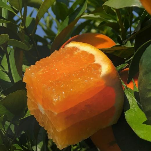 广西武鸣沃柑 商品图4