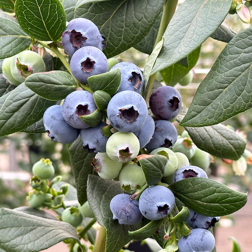 云南澄江 高原花香蓝莓 商品图1