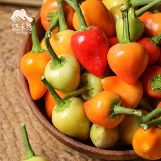 生态五彩椒 |绿家自产*Ecological colorful Pepper | Self-production | 商品图3
