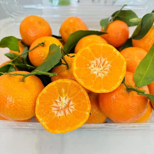 金秋砂糖橘·2斤装 商品图3