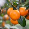 广西武鸣沃柑 商品缩略图6