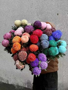 马来西亚牡丹菊鲜花各色多款选择5支