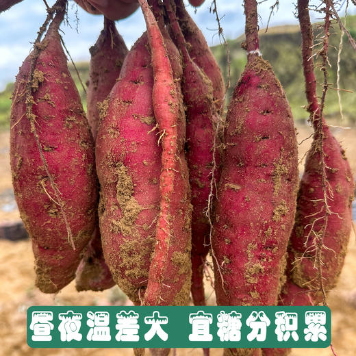 丽江永胜 金沙江蜜薯 商品图6