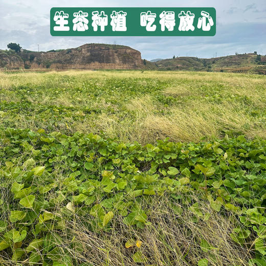 丽江永胜 金沙江蜜薯 商品图7