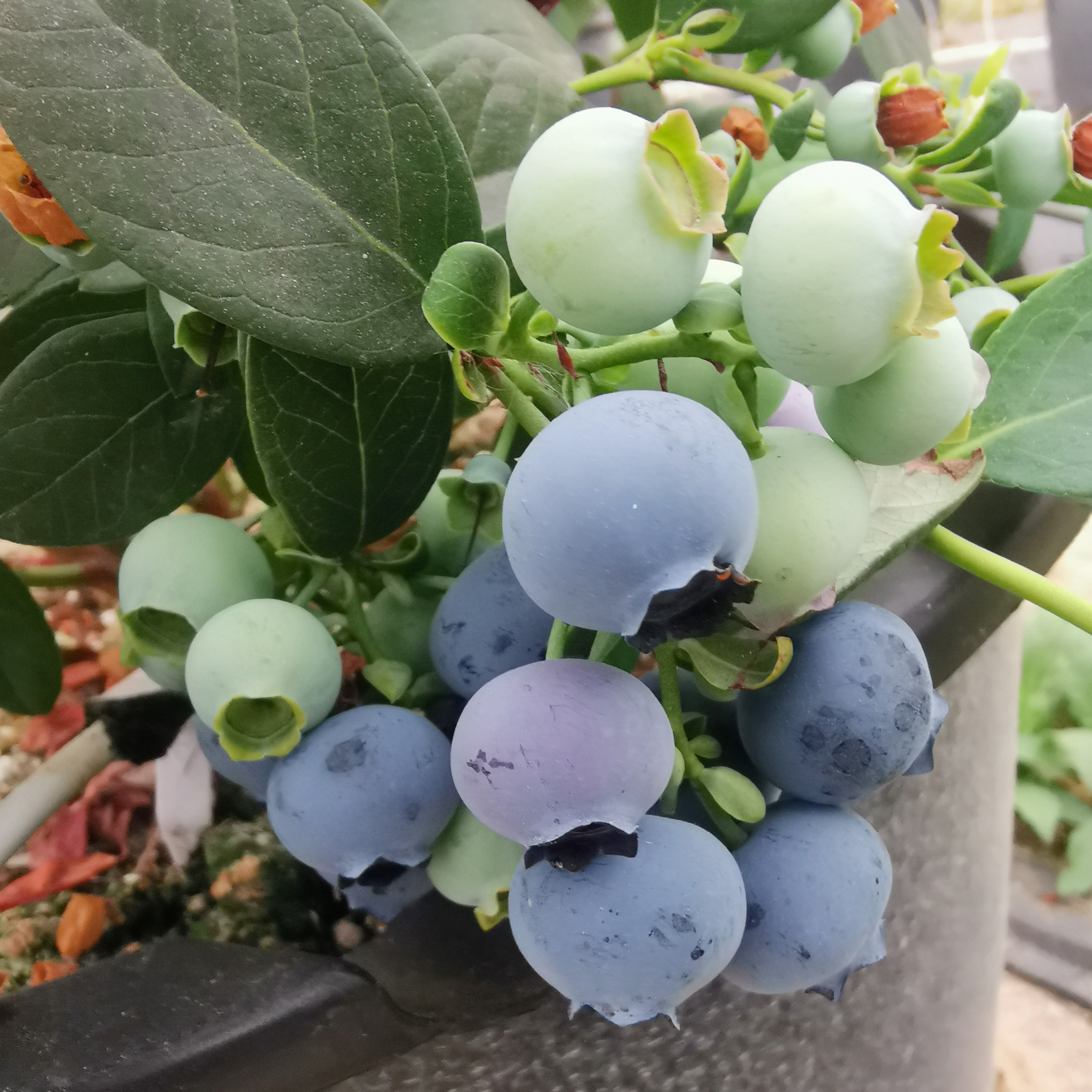 云南澄江 高原花香蓝莓