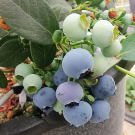 云南澄江 高原花香蓝莓