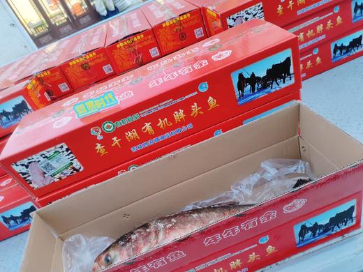 一鱼一码胖头鱼一条（6斤左右） 商品图1