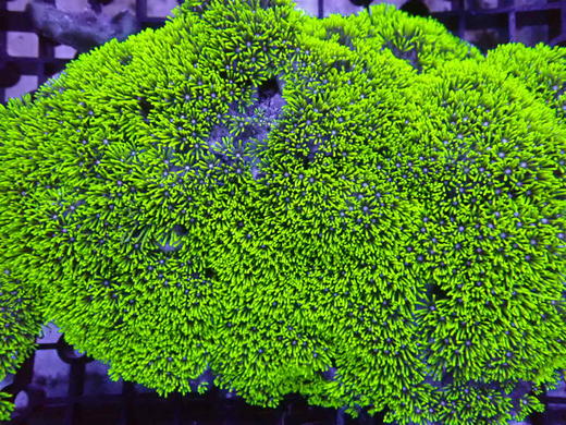 荧光绿草皮 商品图1